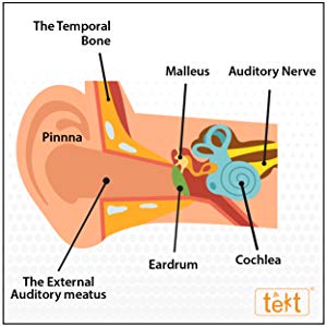 Eardrum and Cochlea